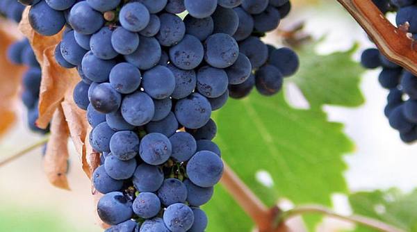 Особенности сорта винограда Галант с фото