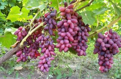Характеристика и особенности агротехники винограда Изюминка - фото