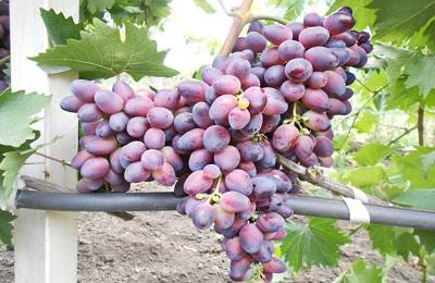 Описание и особенности выращивания винограда Красотка с фото