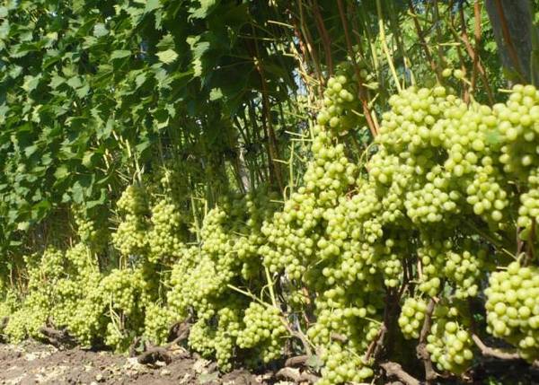 Описание процесса выращивания винограда сорта «Настя» - фото