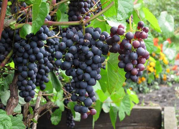 Секреты выращивания винограда «Памяти Домбковской» - фото