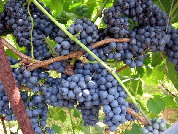 Регент — лучший сорт винограда для вина с фото