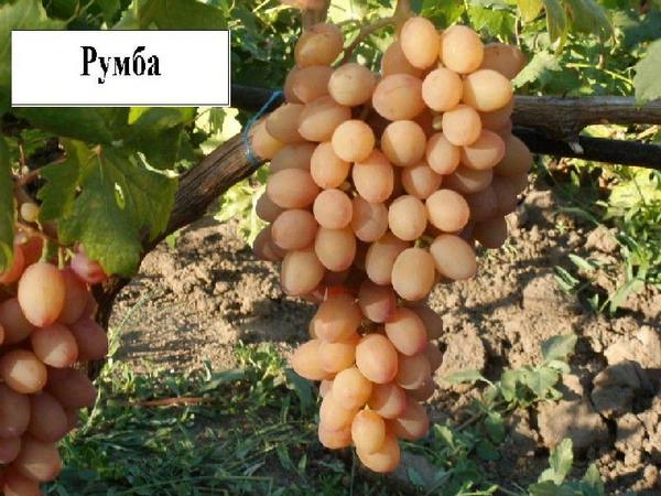 Описание сорта винограда Румба - фото