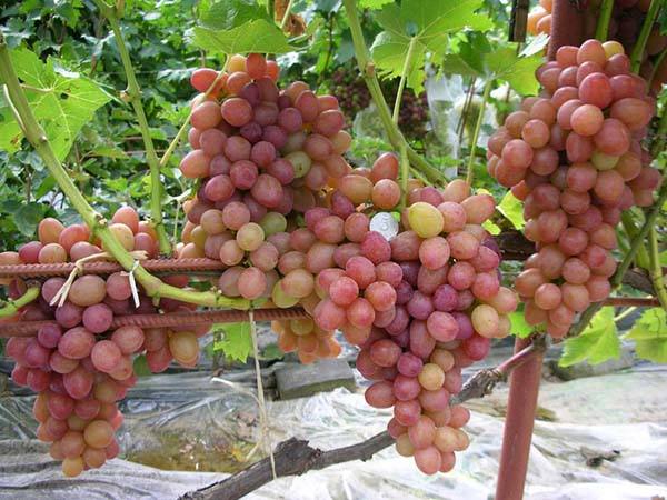 Требовательный, но очень красивый гибрид винограда «София» - фото