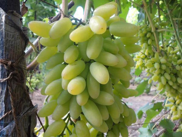 Особенности сорта и условия выращивания винограда Тимур - фото