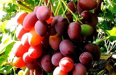 Чем хорош Восторг (характеристики особенностей винограда) и как его вырасти ... - фото