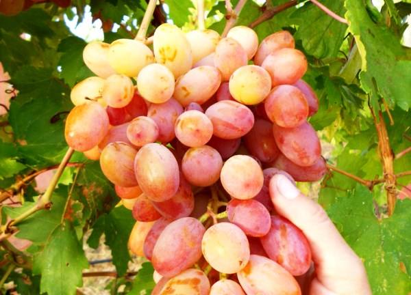 Основные характеристики виноградного сорта Юлиан - фото