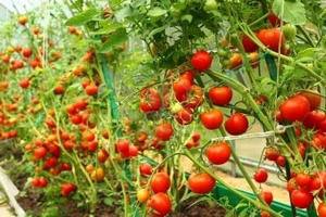 Подкормка томатов в теплице  как вырастить максимальный и вкусный урожай? - фото