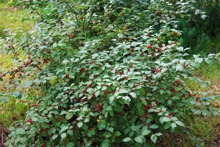 Войлочная вишня в саду  характеристики и особенности выращивания - фото