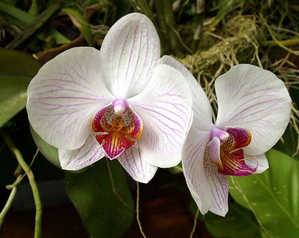 Возможные вредители орхидей, способы лечения и профилактики с фото