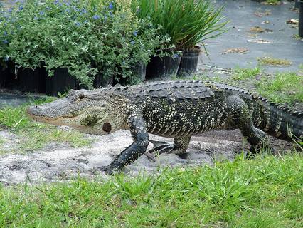 Все что нужно знать о крокодилах и аллигаторах - фото