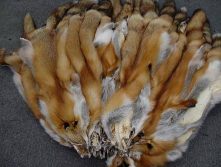 Выделка шкур лисы в домашних условиях уксусом с фото