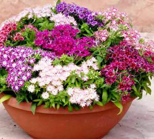 Яркие и ароматные цветы в саду  флокс Друммонда с фото