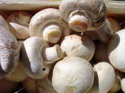 Выращивание грибов в теплице - фото
