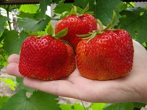 Как вырастить вкусные ягоды клубники в мешках? - фото