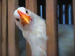 Выращивание кур и цыплят несушек в домашних условиях: видео - фото