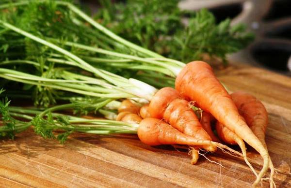 Все о моркови: от посадки до сбора урожая - фото