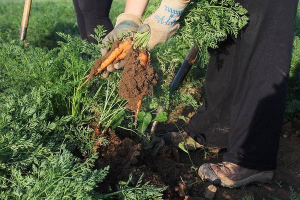 vyrashchivanie morkovi v otkrytom grunte v podmoskove sorta 4