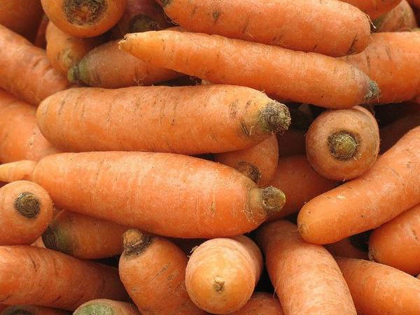 Корнеплоды в Подмосковье: подбор сортов моркови, правила выращивания культу ... - фото
