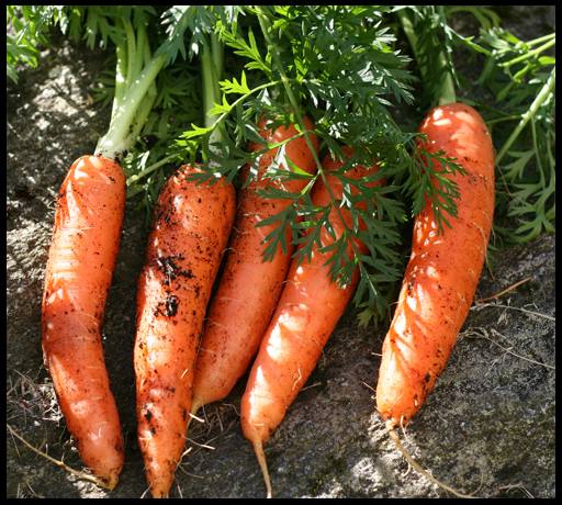 Выращивание моркови в открытом грунте - фото