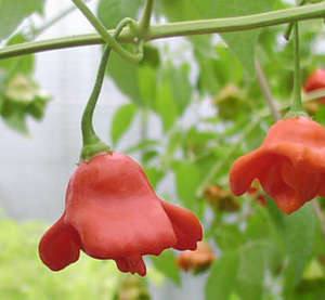 Полезные свойства красного перца сорта «Колокольчик», и способы его выращивания с фото