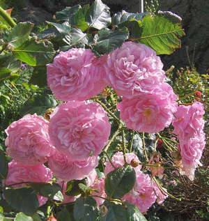 Плетистая роза  вьющееся украшение сада с фото