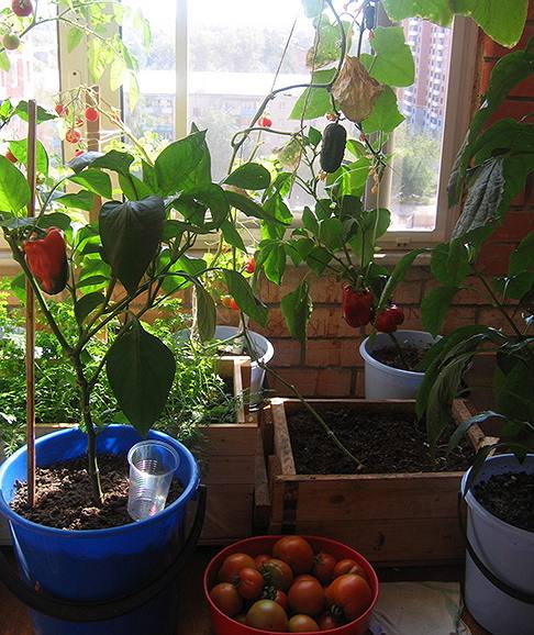 Выращивание помидоров в домашних условиях  мини-огород на окне - фото