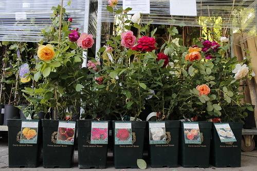 Выращивание роз в открытом грунте  необходимые сведения - фото