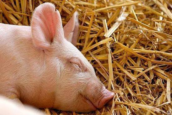 Особенности содержания свиней на глубокой подстилке - фото