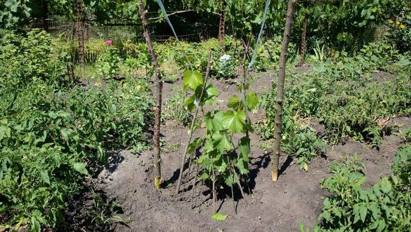 Правила выращивания винограда в первый год с фото