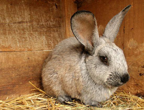 Вздутие живота у кроликов: причины и лечение - фото