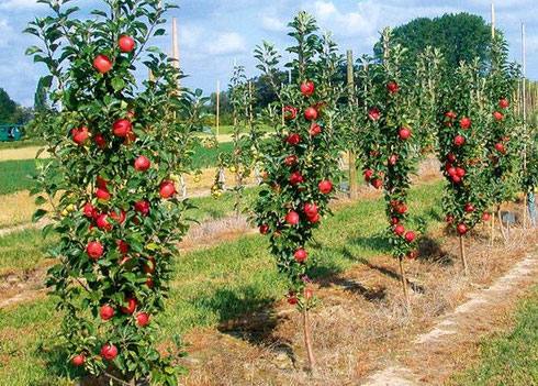 Колоновидная яблоня  выращивание в Московской области: сорта, особенности у ... - фото