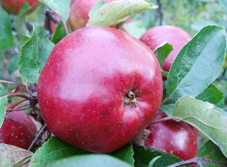 Антей: описание сорта, посадка и уход за яблоней с фото