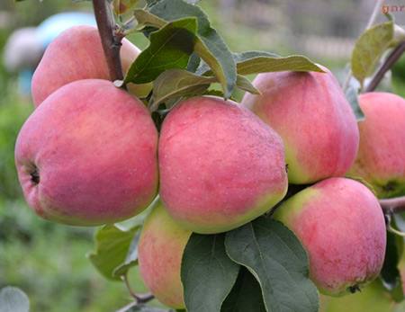 Кандиль Орловский  зимостойкий сорт яблони для вашего сада - фото