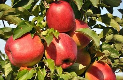 Лигол  перспективный промышленный сорт яблони, доступный для домашнего выра ... - фото