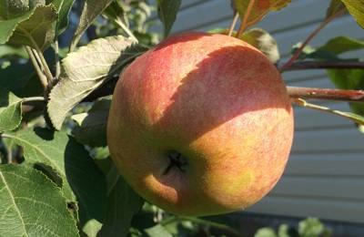 Особенности яблони Медуница (Медовая) с фото