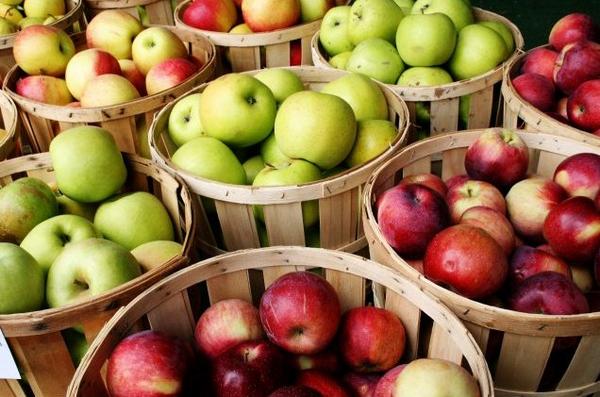 Как посадить и вырастить яблоню сорта 