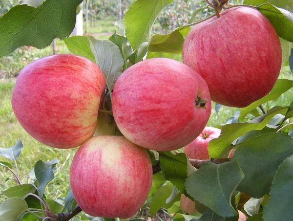Сорт яблони «Старкримсон»: характеристика и агротехника выращивания - фото