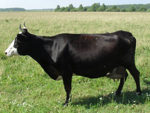 Ярославская порода коров: характеристики, отзывы, фото - фото