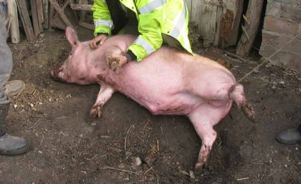 Забой свиней в домашних условиях: видео с фото