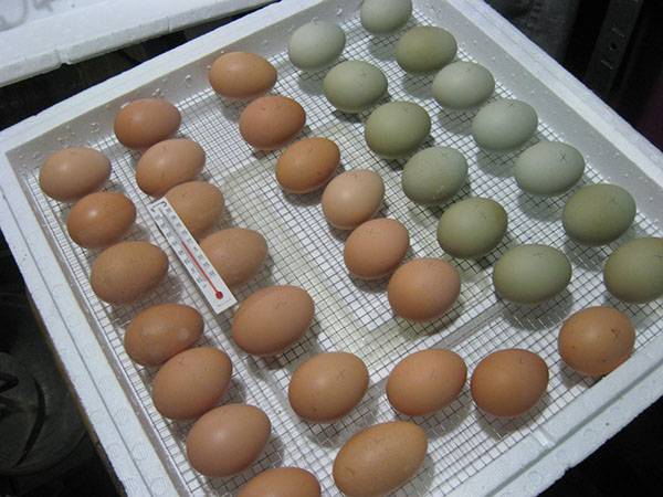 Закладка яиц в инкубатор в домашних условиях - фото