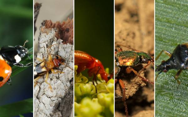 Жуки в саду: как отличить полезных насекомых и как бороться с вредными с фото
